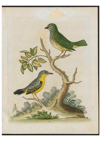 Reproducción/Reproduction 38707502741: Gleanings of natural history, exhibiting figures of quadrupeds, birds, insects, plants &c.... London :Printed for author at the Royal Collage of Physicians,1758-1764.. 