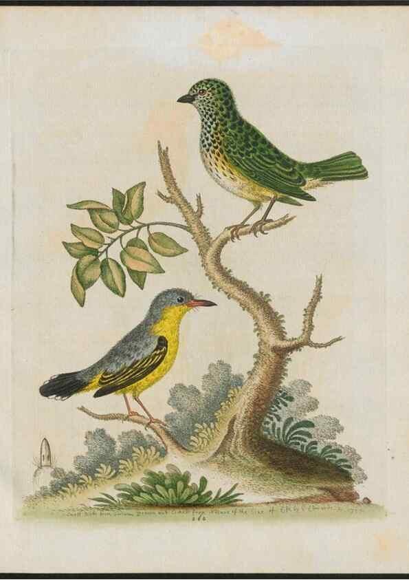 Reproducción/Reproduction 38707502741: Gleanings of natural history, exhibiting figures of quadrupeds, birds, insects, plants &c.... London :Printed for author at the Royal Collage of Physicians,1758-1764.. 