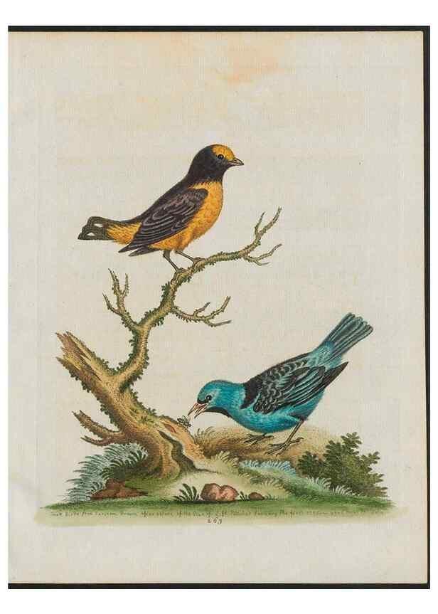Reproducción/Reproduction 37989983964: Gleanings of natural history, exhibiting figures of quadrupeds, birds, insects, plants &c.... London :Printed for author at the Royal Collage of Physicians,1758-1764.. 