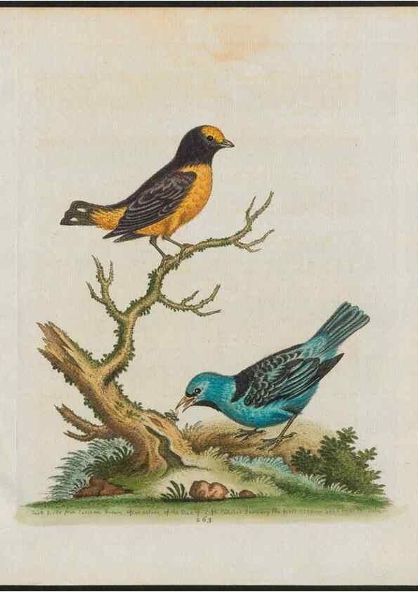 Reproducción/Reproduction 37989983964: Gleanings of natural history, exhibiting figures of quadrupeds, birds, insects, plants &c.... London :Printed for author at the Royal Collage of Physicians,1758-1764.. 