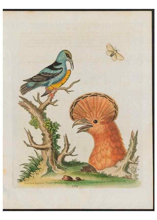 Reproducción/Reproduction 38651801416: Gleanings of natural history, exhibiting figures of quadrupeds, birds, insects, plants &c.... London :Printed for author at the Royal Collage of Physicians,1758-1764.. 
