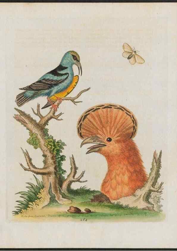 Reproducción/Reproduction 38651801416: Gleanings of natural history, exhibiting figures of quadrupeds, birds, insects, plants &c.... London :Printed for author at the Royal Collage of Physicians,1758-1764.. 
