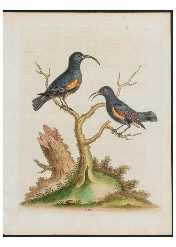Reproducción/Reproduction 26931541929: Gleanings of natural history, exhibiting figures of quadrupeds, birds, insects, plants &c.... London :Printed for author at the Royal Collage of Physicians,1758-1764.. 