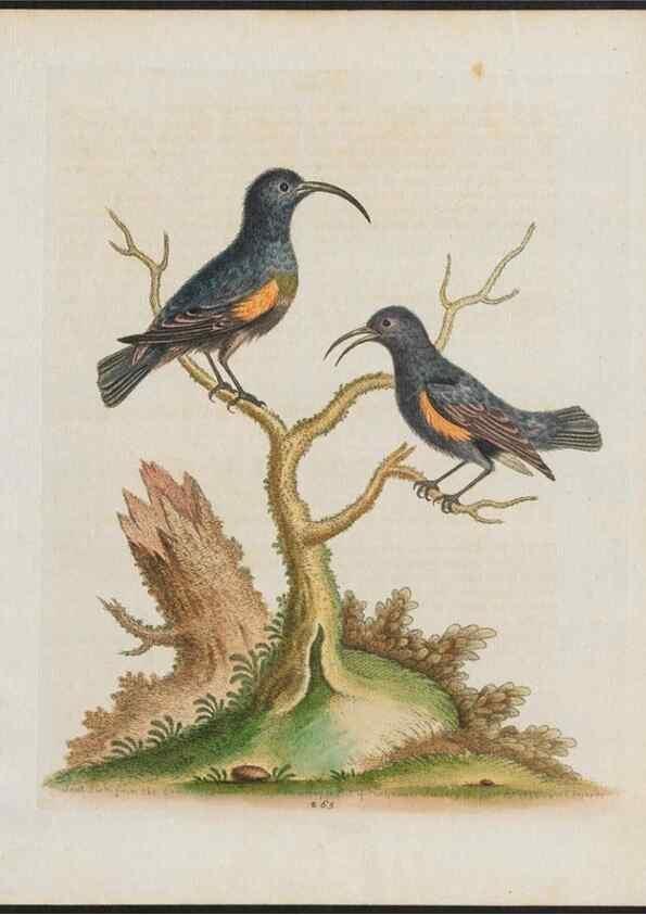 Reproducción/Reproduction 26931541929: Gleanings of natural history, exhibiting figures of quadrupeds, birds, insects, plants &c.... London :Printed for author at the Royal Collage of Physicians,1758-1764.. 