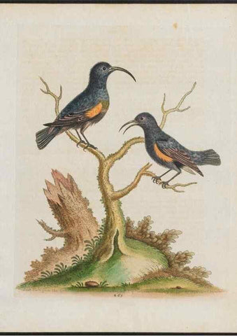 Reproducción/Reproduction 26931541929: Gleanings of natural history, exhibiting figures of quadrupeds, birds, insects, plants &c.... London :Printed for author at the Royal Collage of Physicians,1758-1764.. 
