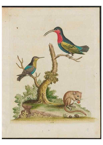Reproducción/Reproduction 26931544129: Gleanings of natural history, exhibiting figures of quadrupeds, birds, insects, plants &c.... London :Printed for author at the Royal Collage of Physicians,1758-1764.. 