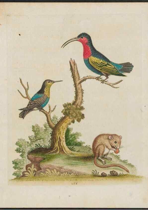 Reproducción/Reproduction 26931544129: Gleanings of natural history, exhibiting figures of quadrupeds, birds, insects, plants &c.... London :Printed for author at the Royal Collage of Physicians,1758-1764.. 