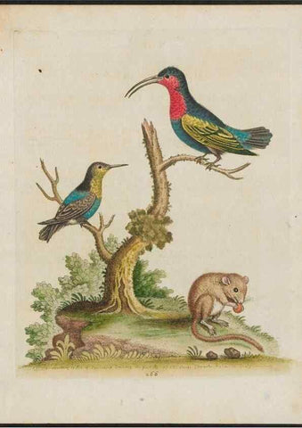 Reproducción/Reproduction 26931544129: Gleanings of natural history, exhibiting figures of quadrupeds, birds, insects, plants &c.... London :Printed for author at the Royal Collage of Physicians,1758-1764.. 