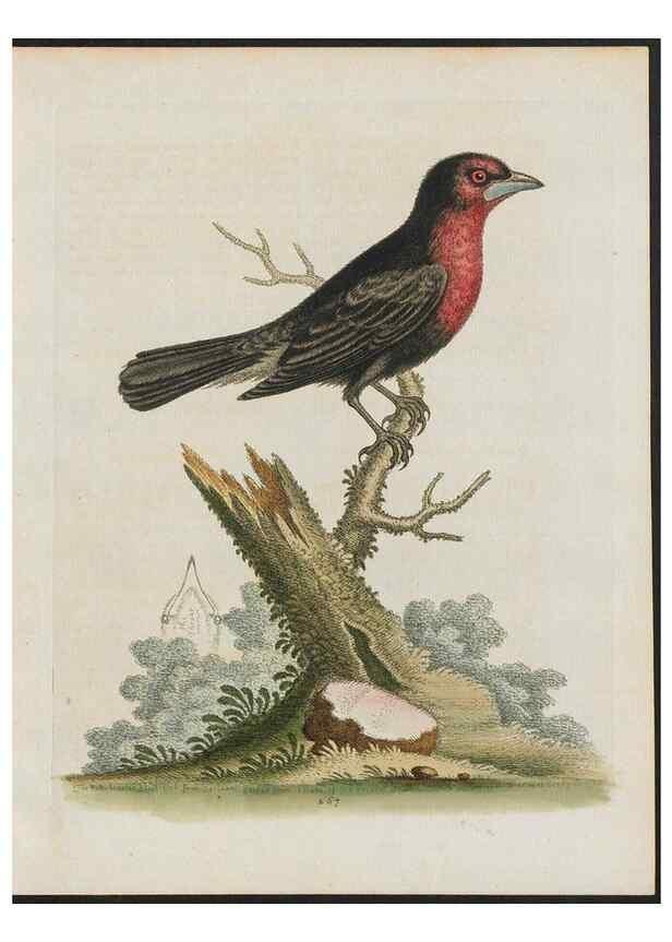 Reproducción/Reproduction 26931546729: Gleanings of natural history, exhibiting figures of quadrupeds, birds, insects, plants &c.... London :Printed for author at the Royal Collage of Physicians,1758-1764.. 