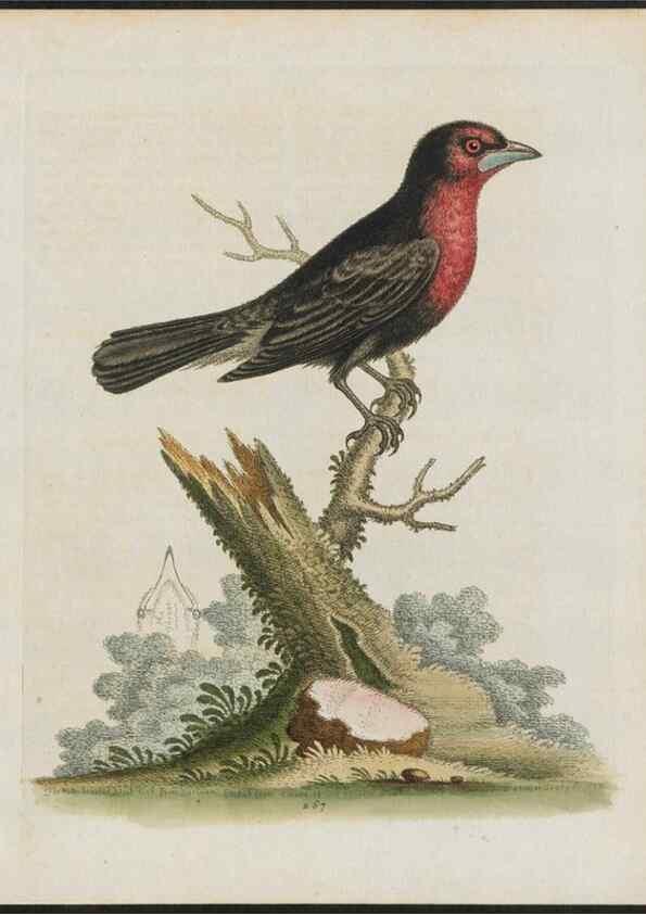 Reproducción/Reproduction 26931546729: Gleanings of natural history, exhibiting figures of quadrupeds, birds, insects, plants &c.... London :Printed for author at the Royal Collage of Physicians,1758-1764.. 