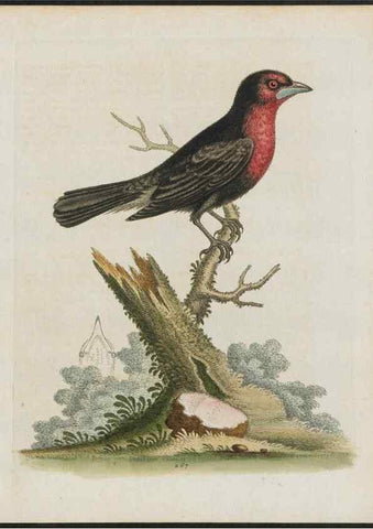 Reproducción/Reproduction 26931546729: Gleanings of natural history, exhibiting figures of quadrupeds, birds, insects, plants &c.... London :Printed for author at the Royal Collage of Physicians,1758-1764.. 