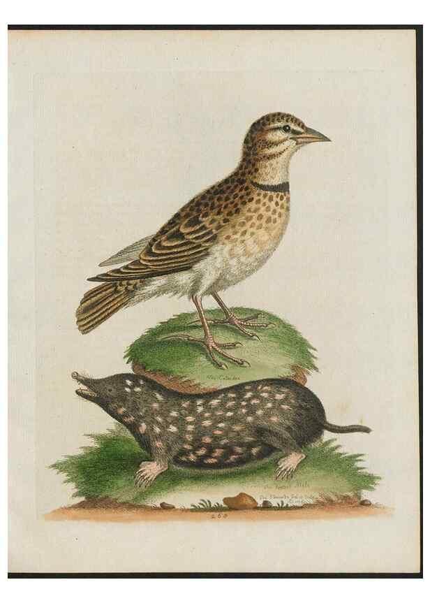 Reproducción/Reproduction 26931549249: Gleanings of natural history, exhibiting figures of quadrupeds, birds, insects, plants &c.... London :Printed for author at the Royal Collage of Physicians,1758-1764.. 