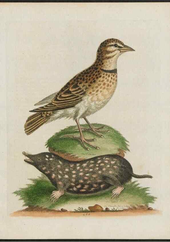 Reproducción/Reproduction 26931549249: Gleanings of natural history, exhibiting figures of quadrupeds, birds, insects, plants &c.... London :Printed for author at the Royal Collage of Physicians,1758-1764.. 
