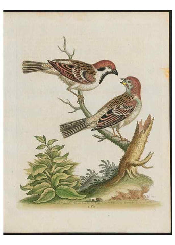 Reproducción/Reproduction 37990004314: Gleanings of natural history, exhibiting figures of quadrupeds, birds, insects, plants &c.... London :Printed for author at the Royal Collage of Physicians,1758-1764.. 