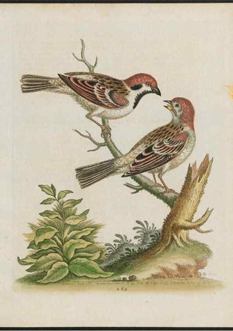 Reproducción/Reproduction 37990004314: Gleanings of natural history, exhibiting figures of quadrupeds, birds, insects, plants &c.... London :Printed for author at the Royal Collage of Physicians,1758-1764.. 