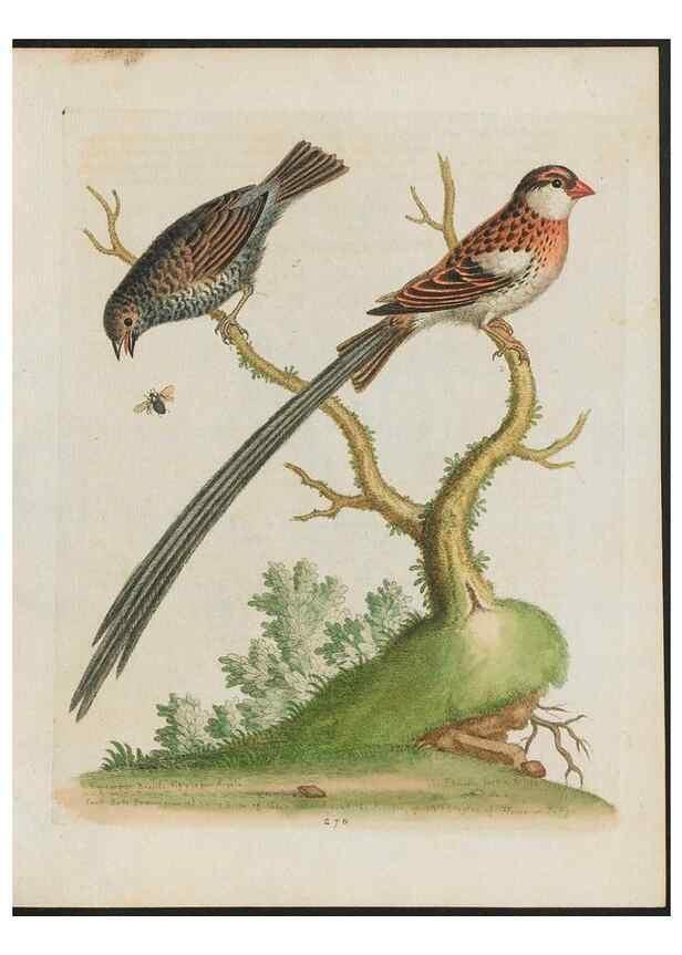 Reproducción/Reproduction 24834778508: Gleanings of natural history, exhibiting figures of quadrupeds, birds, insects, plants &c.... London :Printed for author at the Royal Collage of Physicians,1758-1764.. 
