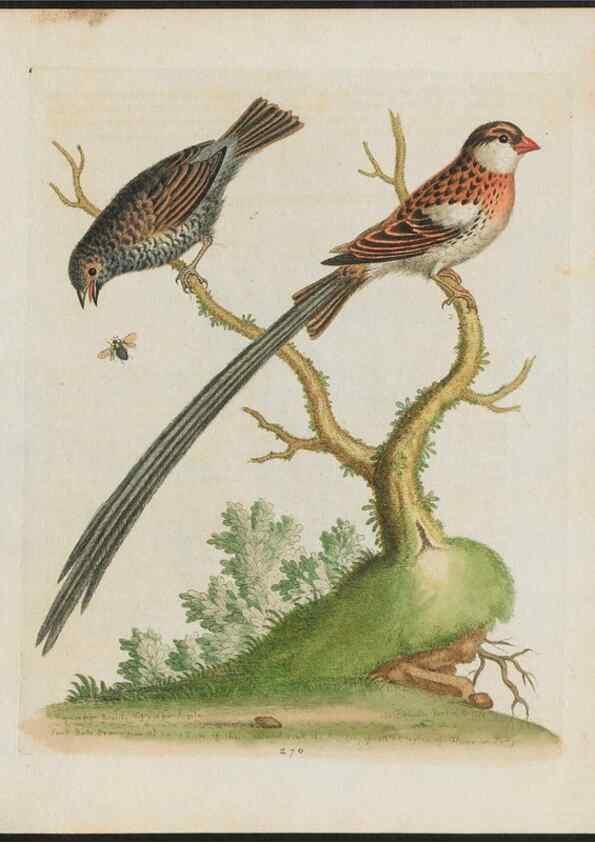 Reproducción/Reproduction 24834778508: Gleanings of natural history, exhibiting figures of quadrupeds, birds, insects, plants &c.... London :Printed for author at the Royal Collage of Physicians,1758-1764.. 