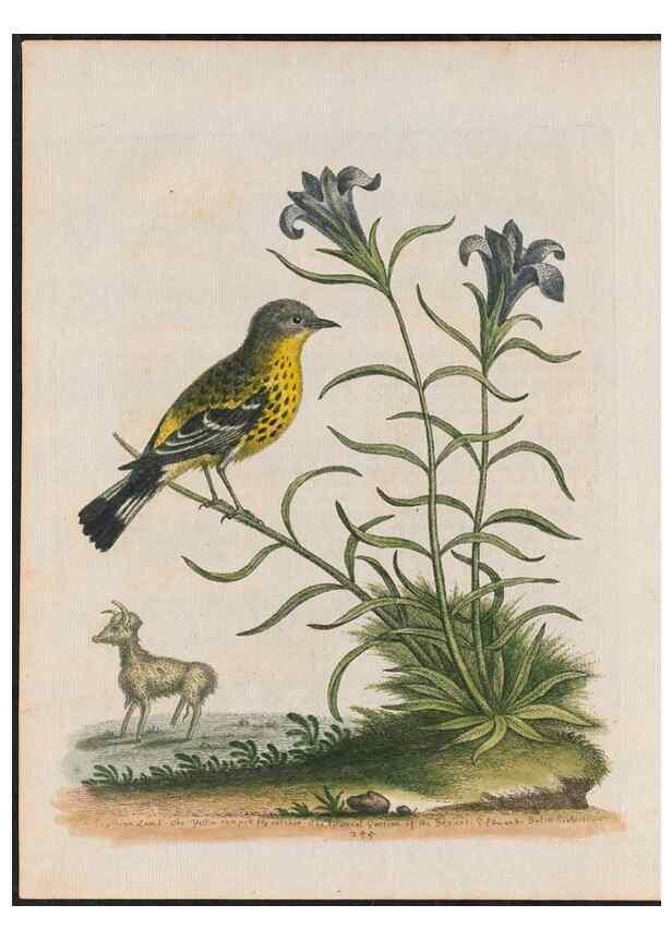 Reproducción/Reproduction 38675111722: Gleanings of natural history, exhibiting figures of quadrupeds, birds, insects, plants &c.... London :Printed for author at the Royal Collage of Physicians,1758-1764.. 