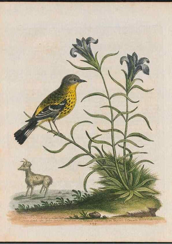Reproducción/Reproduction 38675111722: Gleanings of natural history, exhibiting figures of quadrupeds, birds, insects, plants &c.... London :Printed for author at the Royal Collage of Physicians,1758-1764.. 