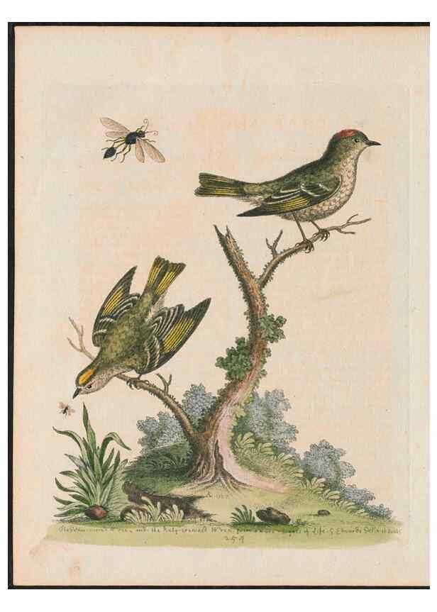 Reproducción/Reproduction 38707371431: Gleanings of natural history, exhibiting figures of quadrupeds, birds, insects, plants &c.... London :Printed for author at the Royal Collage of Physicians,1758-1764.. 