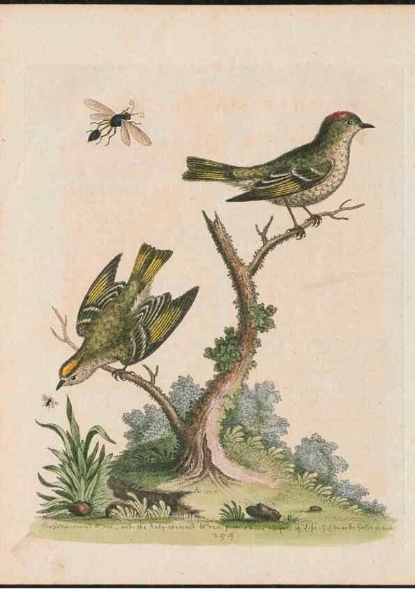 Reproducción/Reproduction 38707371431: Gleanings of natural history, exhibiting figures of quadrupeds, birds, insects, plants &c.... London :Printed for author at the Royal Collage of Physicians,1758-1764.. 