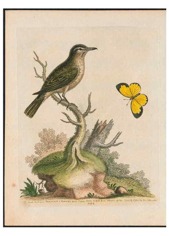 Reproducción/Reproduction 26931403819: Gleanings of natural history, exhibiting figures of quadrupeds, birds, insects, plants &c.... London :Printed for author at the Royal Collage of Physicians,1758-1764.. 