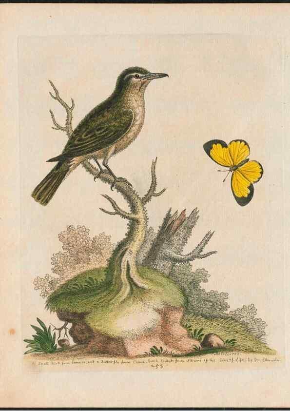 Reproducción/Reproduction 26931403819: Gleanings of natural history, exhibiting figures of quadrupeds, birds, insects, plants &c.... London :Printed for author at the Royal Collage of Physicians,1758-1764.. 
