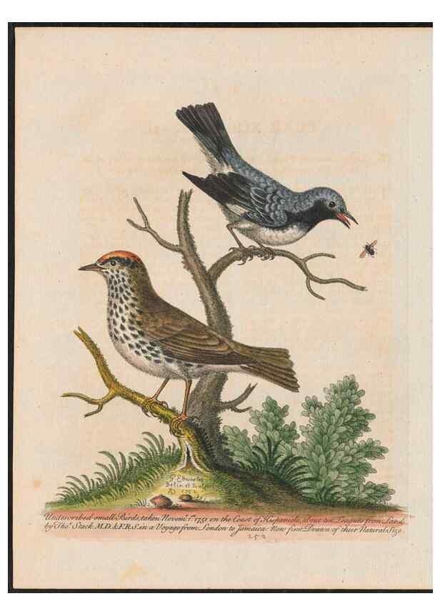 Reproducción/Reproduction 26931401499: Gleanings of natural history, exhibiting figures of quadrupeds, birds, insects, plants &c.... London :Printed for author at the Royal Collage of Physicians,1758-1764.. 