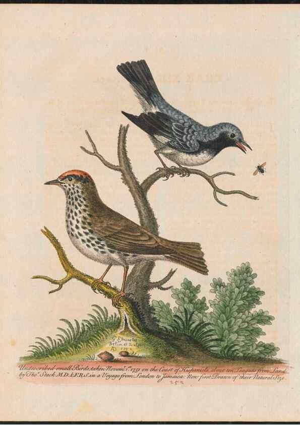 Reproducción/Reproduction 26931401499: Gleanings of natural history, exhibiting figures of quadrupeds, birds, insects, plants &c.... London :Printed for author at the Royal Collage of Physicians,1758-1764.. 