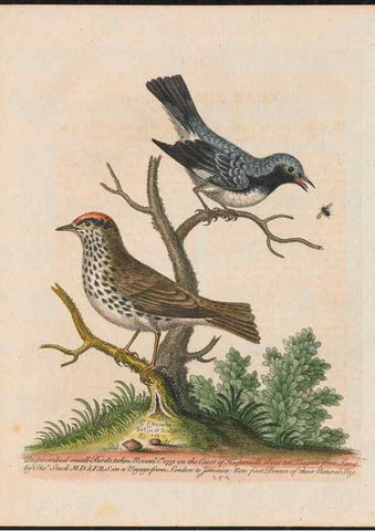 Reproducción/Reproduction 26931401499: Gleanings of natural history, exhibiting figures of quadrupeds, birds, insects, plants &c.... London :Printed for author at the Royal Collage of Physicians,1758-1764.. 