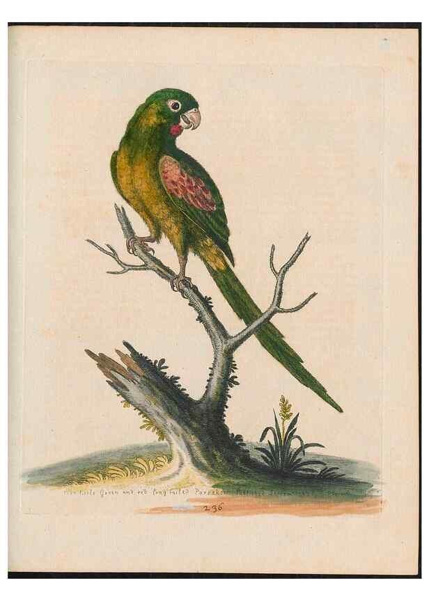 Reproducción/Reproduction 24834627348: Gleanings of natural history, exhibiting figures of quadrupeds, birds, insects, plants &c.... London :Printed for author at the Royal Collage of Physicians,1758-1764.. 