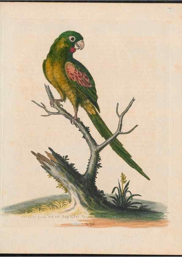 Reproducción/Reproduction 24834627348: Gleanings of natural history, exhibiting figures of quadrupeds, birds, insects, plants &c.... London :Printed for author at the Royal Collage of Physicians,1758-1764.. 
