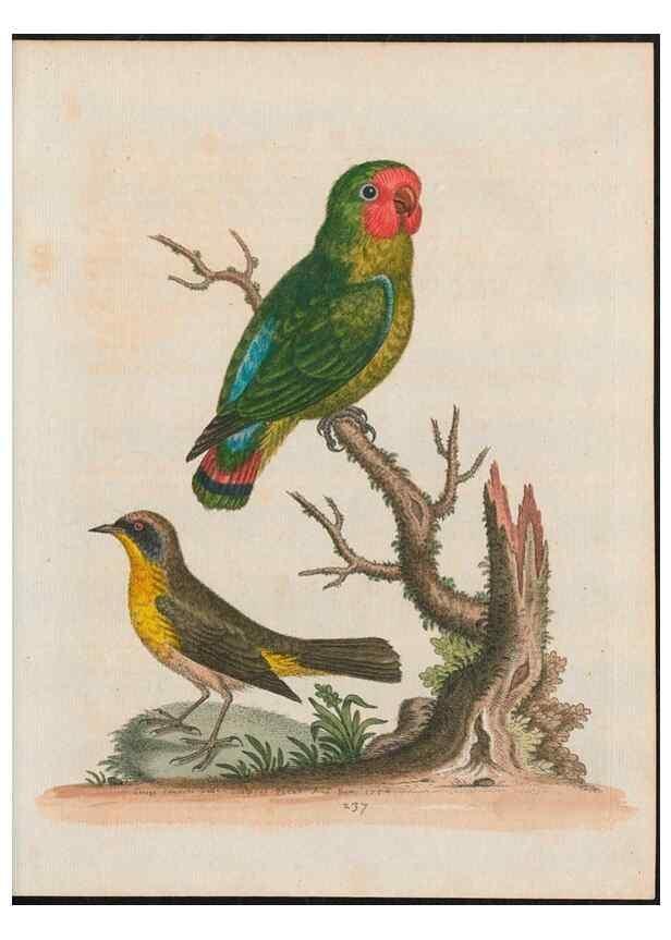 Reproducción/Reproduction 38707320171: Gleanings of natural history, exhibiting figures of quadrupeds, birds, insects, plants &c.... London :Printed for author at the Royal Collage of Physicians,1758-1764.. 