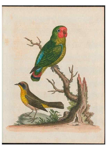 Reproducción/Reproduction 38707320171: Gleanings of natural history, exhibiting figures of quadrupeds, birds, insects, plants &c.... London :Printed for author at the Royal Collage of Physicians,1758-1764.. 