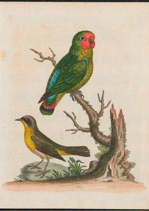 Reproducción/Reproduction 38707320171: Gleanings of natural history, exhibiting figures of quadrupeds, birds, insects, plants &c.... London :Printed for author at the Royal Collage of Physicians,1758-1764.. 