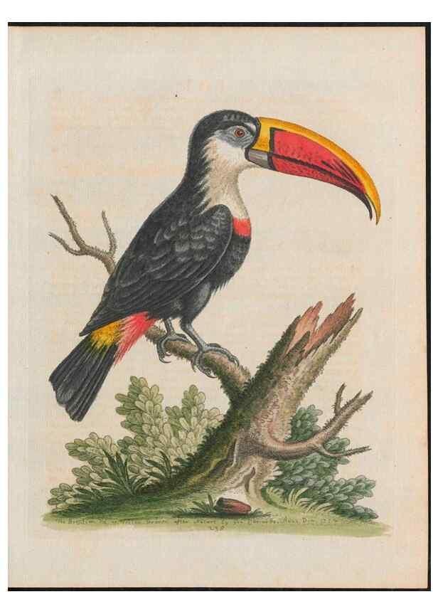 Reproducción/Reproduction 37989826684: Gleanings of natural history, exhibiting figures of quadrupeds, birds, insects, plants &c.... London :Printed for author at the Royal Collage of Physicians,1758-1764.. 