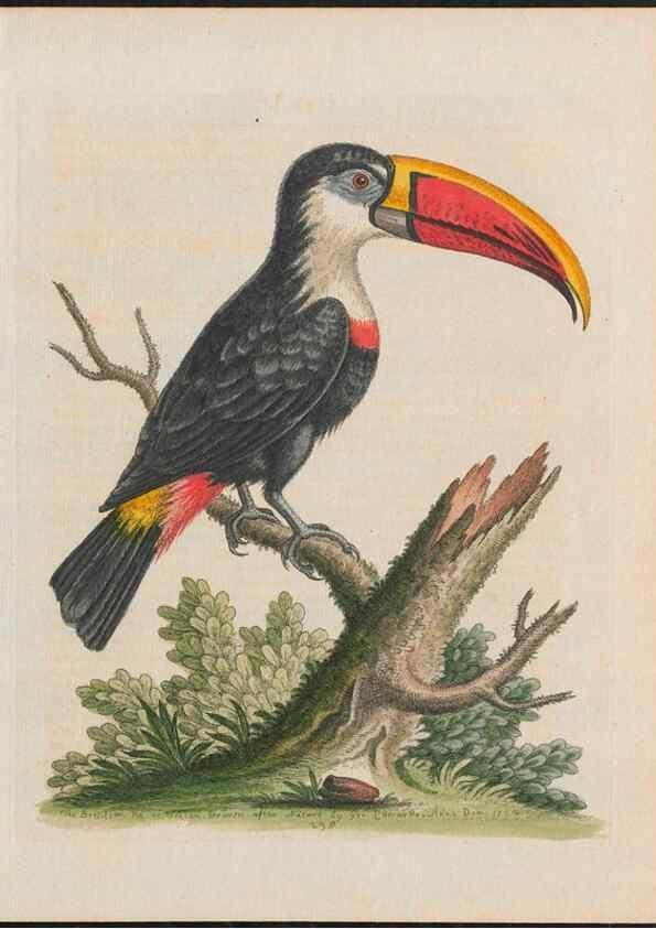 Reproducción/Reproduction 37989826684: Gleanings of natural history, exhibiting figures of quadrupeds, birds, insects, plants &c.... London :Printed for author at the Royal Collage of Physicians,1758-1764.. 