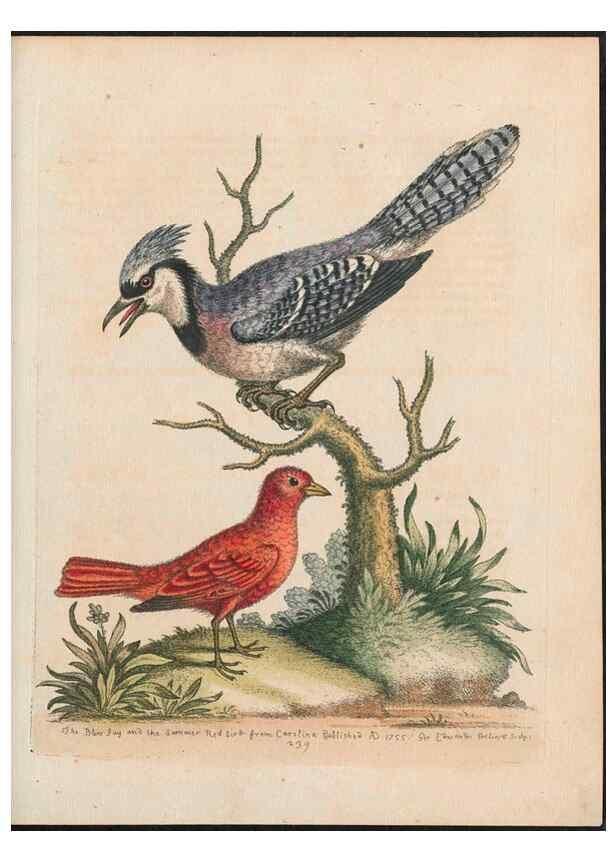 Reproducción/Reproduction 38651640186: Gleanings of natural history, exhibiting figures of quadrupeds, birds, insects, plants &c.... London :Printed for author at the Royal Collage of Physicians,1758-1764.. 