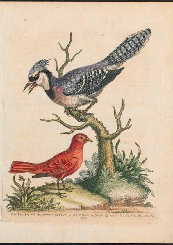 Reproducción/Reproduction 38651640186: Gleanings of natural history, exhibiting figures of quadrupeds, birds, insects, plants &c.... London :Printed for author at the Royal Collage of Physicians,1758-1764.. 