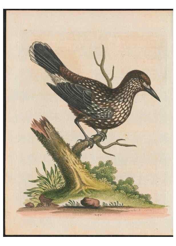 Reproducción/Reproduction 37989831144: Gleanings of natural history, exhibiting figures of quadrupeds, birds, insects, plants &c.... London :Printed for author at the Royal Collage of Physicians,1758-1764.. 