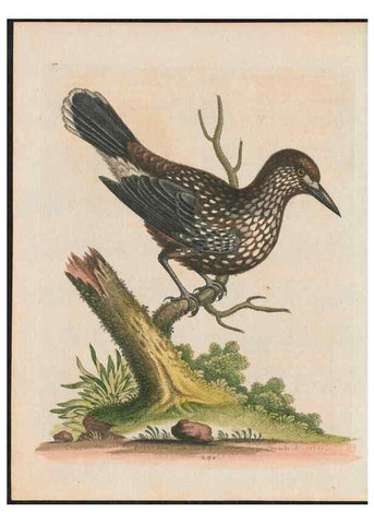 Reproducción/Reproduction 37989831144: Gleanings of natural history, exhibiting figures of quadrupeds, birds, insects, plants &c.... London :Printed for author at the Royal Collage of Physicians,1758-1764.. 