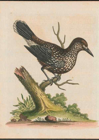 Reproducción/Reproduction 37989831144: Gleanings of natural history, exhibiting figures of quadrupeds, birds, insects, plants &c.... London :Printed for author at the Royal Collage of Physicians,1758-1764.. 