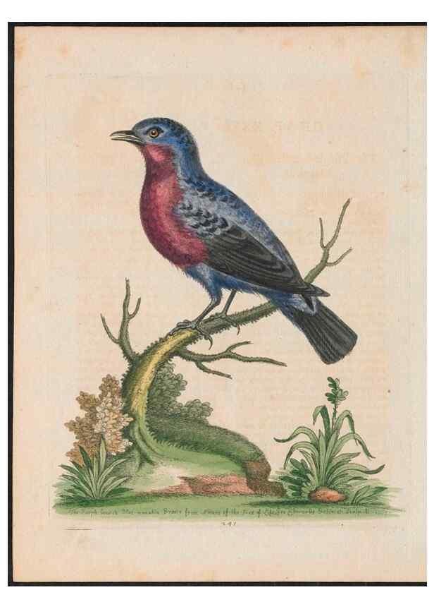 Reproducción/Reproduction 38707331321: Gleanings of natural history, exhibiting figures of quadrupeds, birds, insects, plants &c.... London :Printed for author at the Royal Collage of Physicians,1758-1764.. 