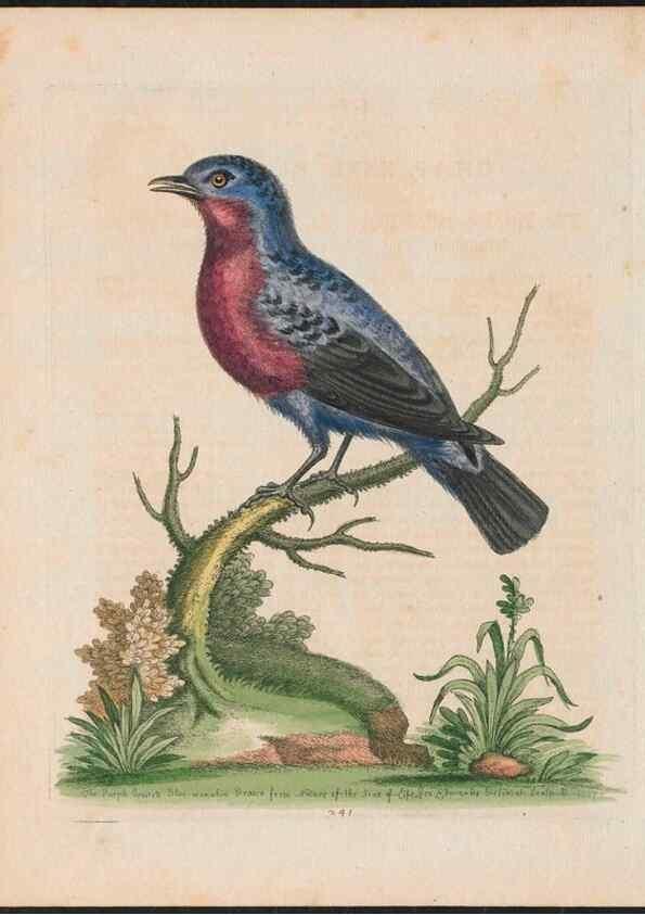 Reproducción/Reproduction 38707331321: Gleanings of natural history, exhibiting figures of quadrupeds, birds, insects, plants &c.... London :Printed for author at the Royal Collage of Physicians,1758-1764.. 