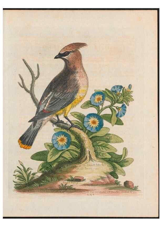 Reproducción/Reproduction 38651648496: Gleanings of natural history, exhibiting figures of quadrupeds, birds, insects, plants &c.... London :Printed for author at the Royal Collage of Physicians,1758-1764.. 