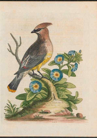 Reproducción/Reproduction 38651648496: Gleanings of natural history, exhibiting figures of quadrupeds, birds, insects, plants &c.... London :Printed for author at the Royal Collage of Physicians,1758-1764.. 