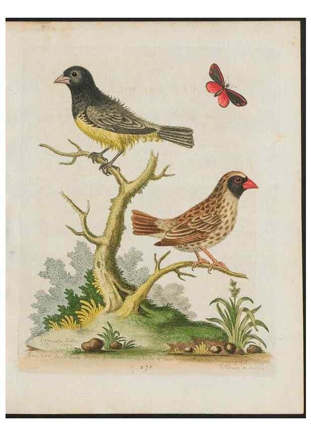 Reproducción/Reproduction 38707528281: Gleanings of natural history, exhibiting figures of quadrupeds, birds, insects, plants &c.... London :Printed for author at the Royal Collage of Physicians,1758-1764.. 