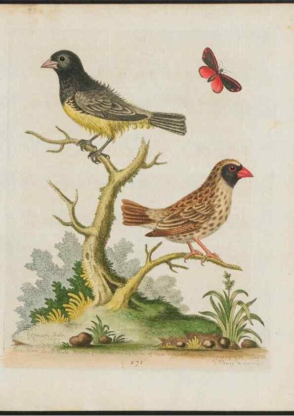 Reproducción/Reproduction 38707528281: Gleanings of natural history, exhibiting figures of quadrupeds, birds, insects, plants &c.... London :Printed for author at the Royal Collage of Physicians,1758-1764.. 