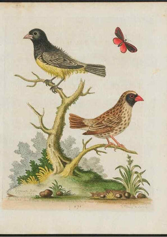 Reproducción/Reproduction 38707528281: Gleanings of natural history, exhibiting figures of quadrupeds, birds, insects, plants &c.... London :Printed for author at the Royal Collage of Physicians,1758-1764.. 