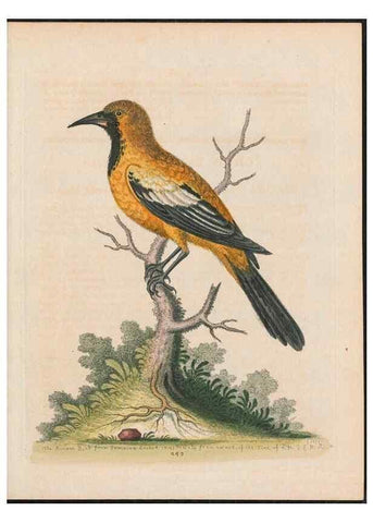Reproducción/Reproduction 38675081412: Gleanings of natural history, exhibiting figures of quadrupeds, birds, insects, plants &c.... London :Printed for author at the Royal Collage of Physicians,1758-1764.. 